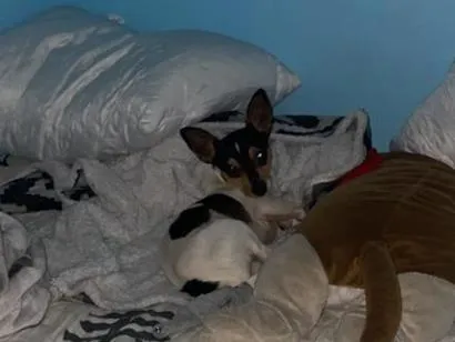 Cachorro raça Pinscher idade 2 anos nome sem nome