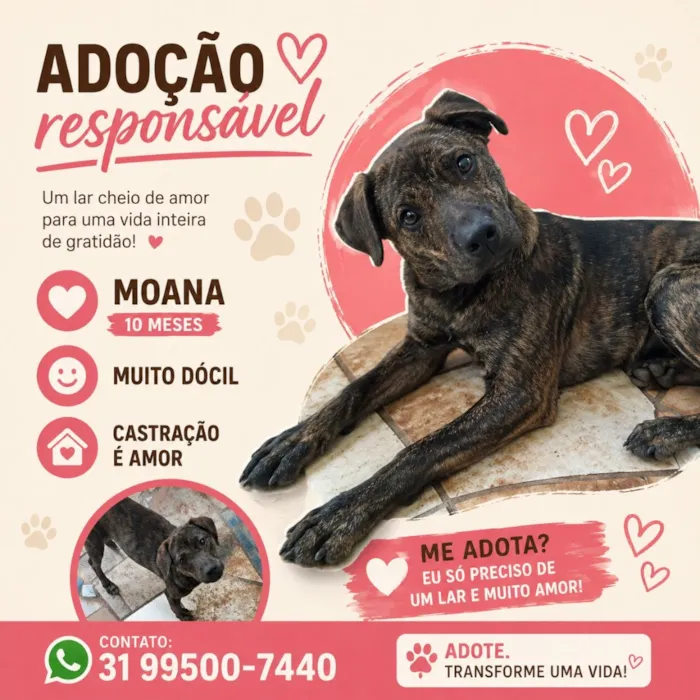 Cachorro raça SRD-ViraLata idade 1 ano nome Moana