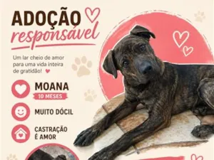 Cachorro raça SRD-ViraLata idade 1 ano nome Moana