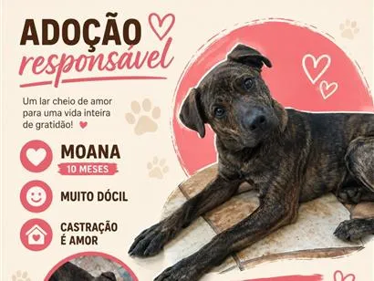 Cachorro raça SRD-ViraLata idade 1 ano nome Moana
