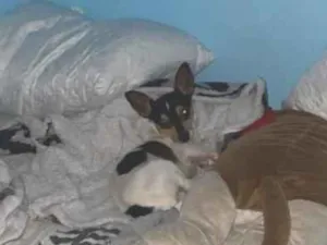 Cachorro raça Pinscher idade 2 anos nome sem nome