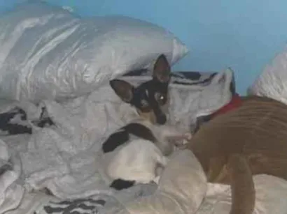 Cachorro raça Pinscher idade 2 anos nome sem nome
