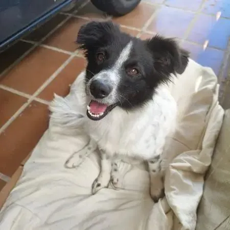 Cachorro raça SRD-ViraLata idade 1 ano nome Julie