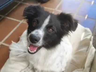 Cachorro raça SRD-ViraLata idade 1 ano nome Julie