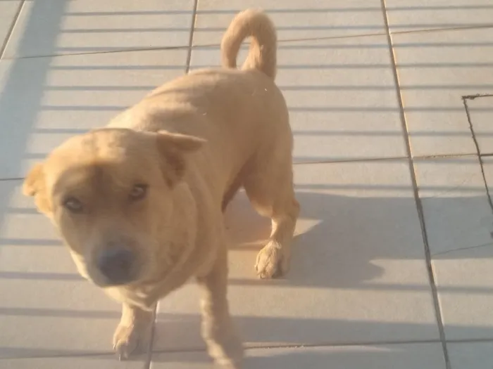 Cachorro raça SRD-ViraLata idade 2 anos nome Teddy