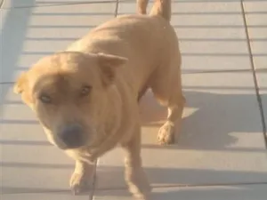 Cachorro raça SRD-ViraLata idade 2 anos nome Teddy