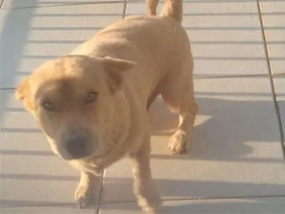 Cachorro raça SRD-ViraLata idade 2 anos nome Teddy
