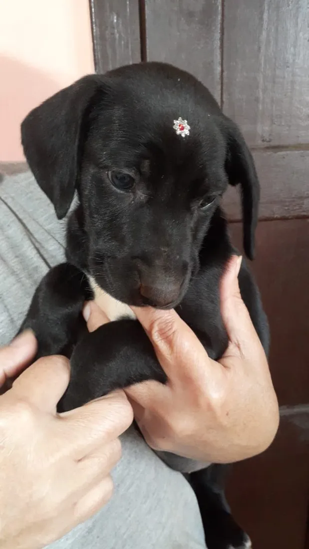 Cachorro raça SRD-ViraLata idade 2 a 6 meses nome pitchula