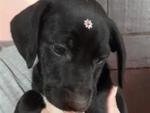 Cachorro raça SRD-ViraLata idade 2 a 6 meses nome pitchula