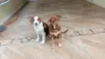 Cacau e Pipoca
