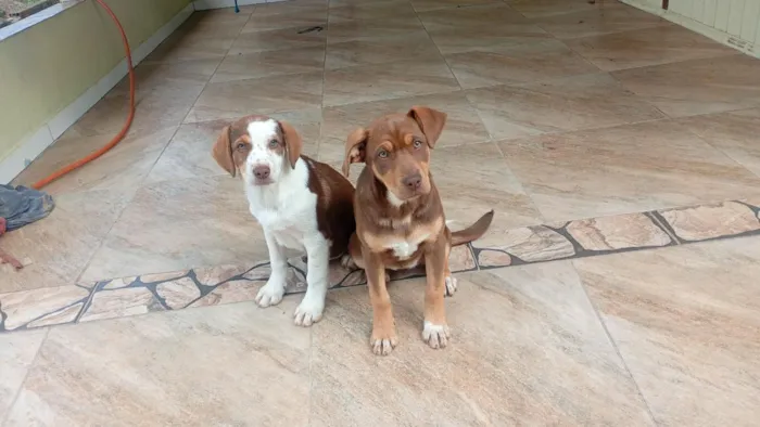 Cachorro raça SRD-ViraLata idade 2 a 6 meses nome Cacau e Pipoca