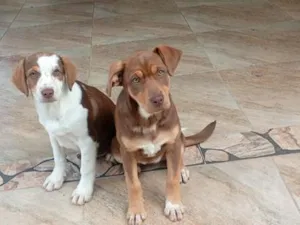 Cachorro raça SRD-ViraLata idade 2 a 6 meses nome Cacau e Pipoca