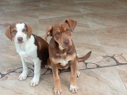 Cachorro raça SRD-ViraLata idade 2 a 6 meses nome Cacau e Pipoca