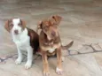 Cacau e Pipoca