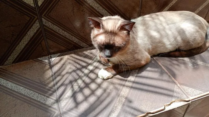 Gato raça Siamês idade 2 anos nome skay 