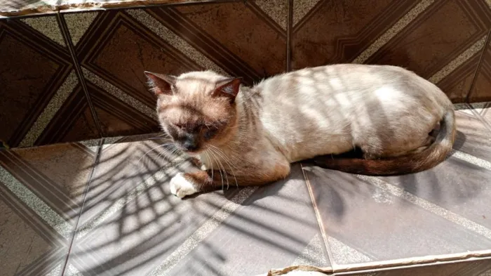 Gato raça Siamês idade 2 anos nome skay 