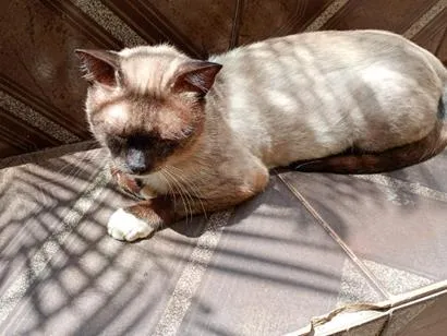Gato raça Siamês idade 2 anos nome skay 