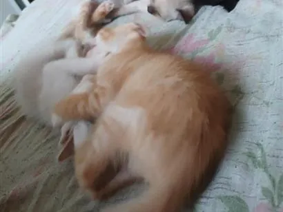 Gato raça SRD-ViraLata idade 2 a 6 meses nome filhotes