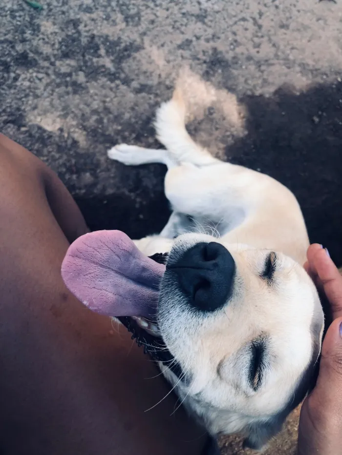 Cachorro raça Labrador idade 4 anos nome Atena
