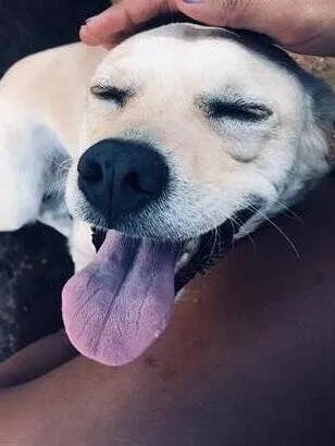Cachorro raça Labrador idade 4 anos nome Atena