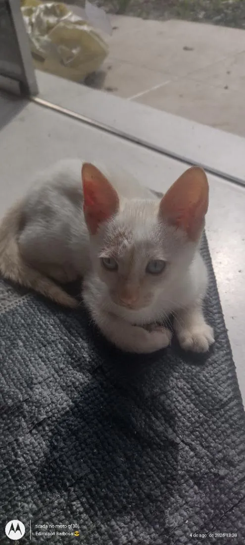 Gato raça SRD-ViraLata idade 2 a 6 meses nome não tem nome 