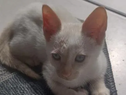 Gato raça SRD-ViraLata idade 2 a 6 meses nome não tem nome 
