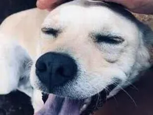 Cachorro raça Labrador idade 4 anos nome Atena
