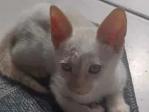 Gato raça SRD-ViraLata idade 2 a 6 meses nome não tem nome 