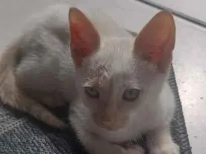 Gato raça SRD-ViraLata idade 2 a 6 meses nome não tem nome 