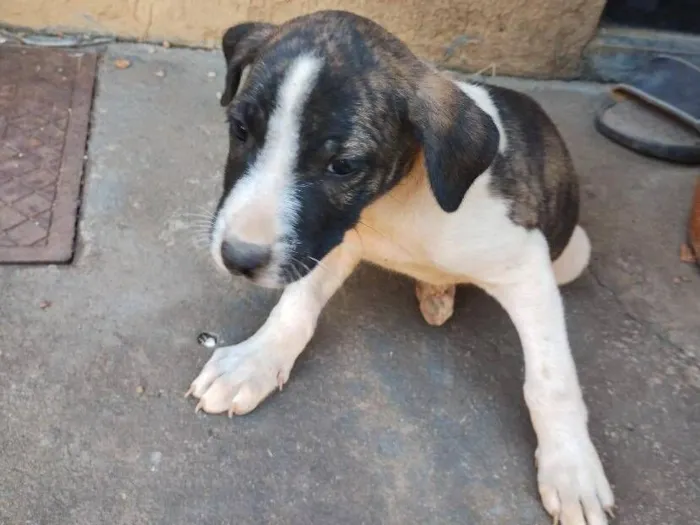 Cachorro raça SRD-ViraLata idade Abaixo de 2 meses nome Sem Nome
