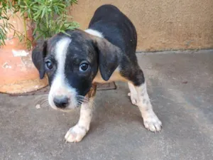 Cachorro raça SRD-ViraLata idade Abaixo de 2 meses nome Sem Nome