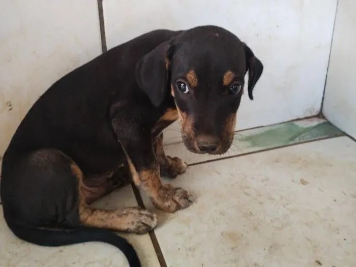 Cachorro raça SRD-ViraLata idade Abaixo de 2 meses nome Sem Nome