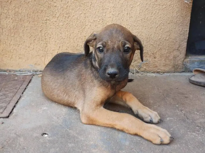 Cachorro raça SRD-ViraLata idade Abaixo de 2 meses nome Sem Nome
