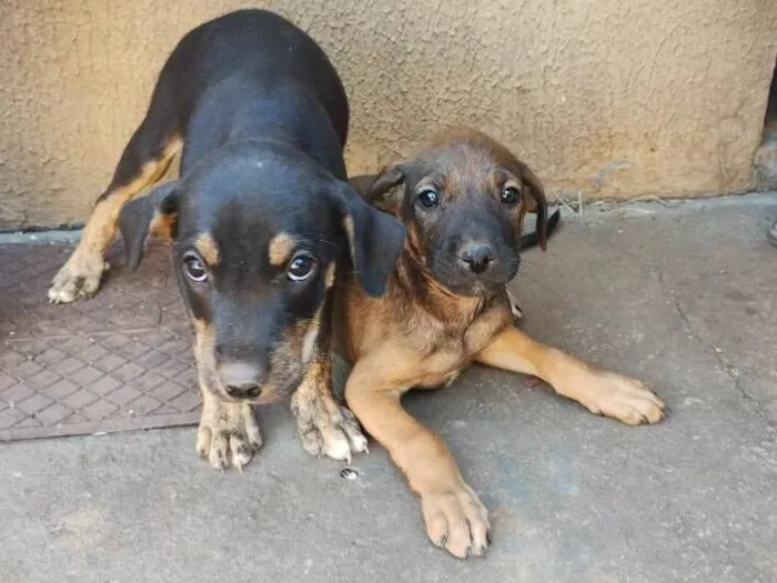 Cachorro raça SRD-ViraLata idade Abaixo de 2 meses nome Sem Nome
