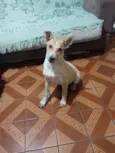 Pipoca