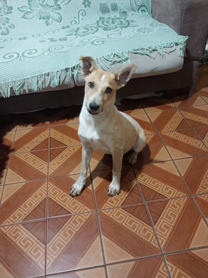 Cachorro raça SRD-ViraLata idade 2 a 6 meses nome Pipoca