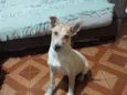 Pipoca