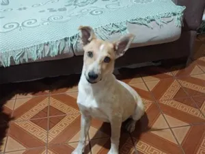 Cachorro raça SRD-ViraLata idade 2 a 6 meses nome Pipoca