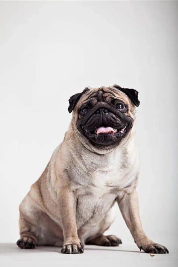 Cachorro raça SRD-ViraLata idade 2 anos nome MIA