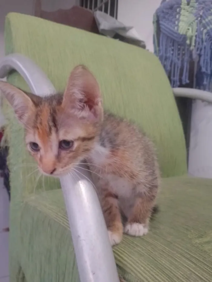Gato raça SRD-ViraLata idade 2 anos nome não tem nome ainda 