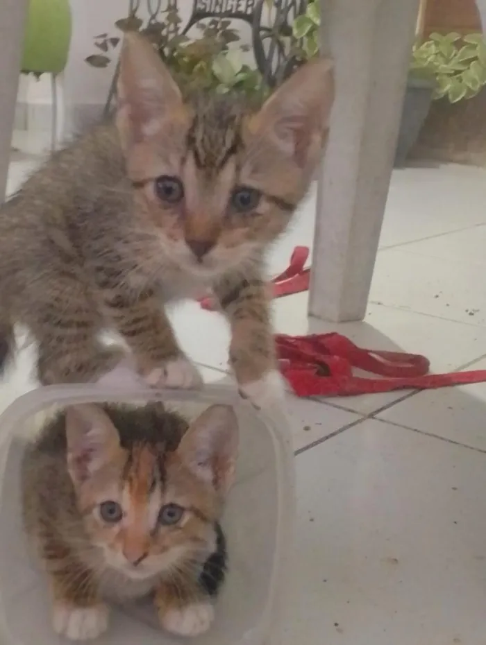 Gato raça SRD-ViraLata idade 2 anos nome não tem nome ainda 