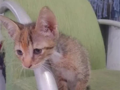 Gato raça SRD-ViraLata idade 2 anos nome não tem nome ainda 