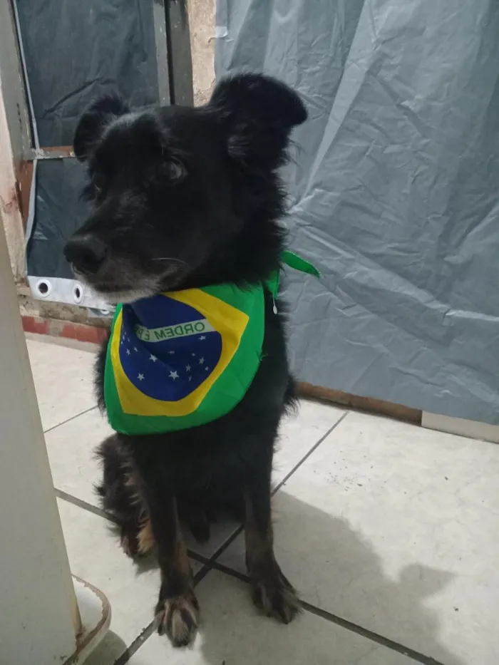 Cachorro raça SRD-ViraLata idade 6 ou mais anos nome Cocada