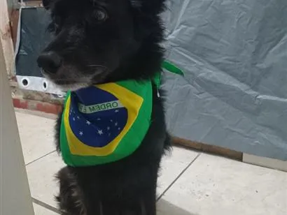 Cachorro raça SRD-ViraLata idade 6 ou mais anos nome Cocada