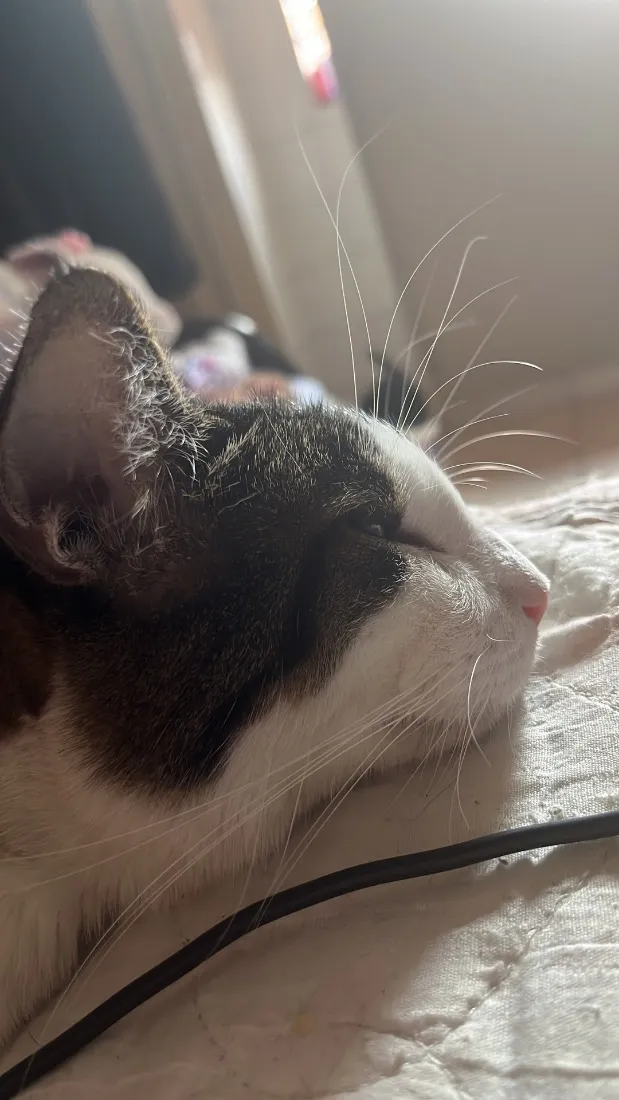 Gato raça SRD-ViraLata idade 6 ou mais anos nome Mingau