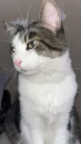Mingau