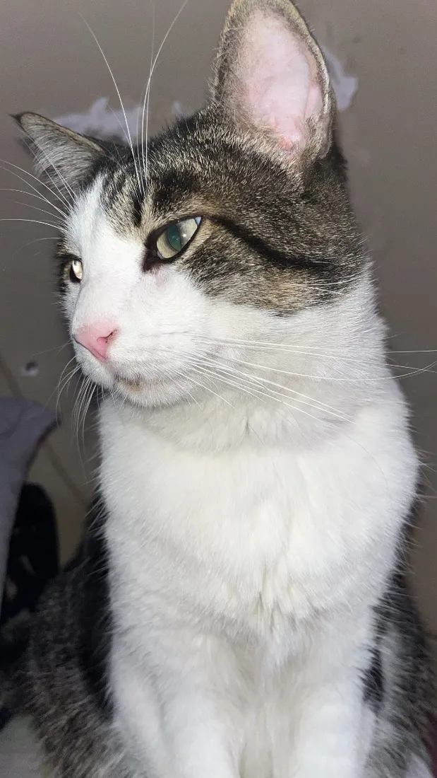 Gato raça SRD-ViraLata idade 6 ou mais anos nome Mingau