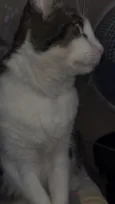 Mingau