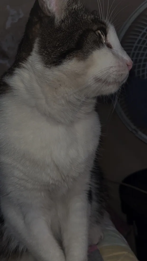 Gato raça SRD-ViraLata idade 6 ou mais anos nome Mingau