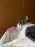 Mingau